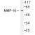 Western blot(WB) analysis of MMP-16  antibody in extracts from HepG2 cells.
