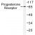 Western blot(WB) analysis of Progesterone Receptor  antibody in extracts from COS7 treated with EGF.