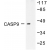 Western blot(WB) analysis of Caspase 9 antibody in extracts from NIH/3T3 cells treated with TNF-a 20ng/ml, 40mins.