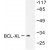 Western blot(WB) analysis of BCL-XL antibody in extracts from 293 cells treated with UV.