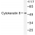 Western blot(WB) analysis of K8  antibody in extracts from 293 cells treated with EGF 200ng/ml 30'.