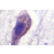 Immunohistochemistry (IHC) analyzes of Caspase 1 antibody in paraffin-embedded human brain tissue.