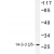 Western blot (WB) analysis of 14-3-3 ζ/δ  antibody in extracts from K562 cells.