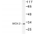 Western blot(WB) analysis of MOX-2  antibody in extracts from COLO205 cells.