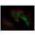 Immunostaining of GAPDH in A-10 cell line (rat aortic smooth muscle cells): Cells were fixed by formalin and GAPDH was stained by monoclonal antibody 6C5 (green colour). F-actin microfilaments-binding dye (red). DNA-binding dye (dark blue)