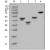 Western blot analysis using GST mouse mAb against various fusion protein with GST tag.