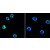 Confocal immunofluorescence analysis of human peripheral blood lymphocyles (left) and mouse L1210 cells (right) using CD40 mouse mAb (green). Blue: DRAQ5 fluorescent DNA dye.