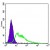Flow cytometric analysis of HepG2 cells using KDR mouse mAb (green) and negative control (purple).