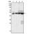 Western blot analysis using Cytokeratin 7 antibody Cat.-No AM06404SU-N against Hela (Lane 1), MCF-7 (Lane 2), A431 (Lane 3) and A549 (Lane 4) cell lysate.