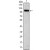 Western blot analysis using TLR2 antibody Cat.-No AM06467SU-N against Hela (1) cell lysate.