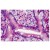 Formalin-Fixed, Paraffin-Embedded Human Small intestine stained with Caspase-7 Antibody Cat.-No AM08364PU-N at 10 µg/ml after heat-induced antigen retrieval.