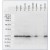 Western blot analysis of Hsp27 in a variety of cells lines using a 1/1000 dilution of HSP27 antibody Cat.-No AM12031PU