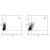 THP1 cells were incubated with IgG2a isptype controle (A) or α-TLR9 5G5 mAb (B). Cells (140000) were permeabilized with saponin and stained with 0.4 µg 5G5