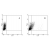 THP1 cells were incubated with IgG2a isptype control (A) or α-TLR9 5G5 mAb (B). Cells (140000) were permeabilized with saponin and stained with 0.4 µg 5G5