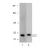 Recombinant GST protein (20 ng, Lane 1) and 293 cellular lysates transfected with a GST expression vector (Lane 2) were probed with anti-GST (1 µg/ml). Arrow indicates GST (~26kDa) and GST-fusion protein (~29kDa).