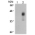 Immunoprecipitation of CD298 from biotinylated HL-60 with mouse IgG2b (1) or AM26554AF-N (2). After immunoprecipitated with the antibody, immunocomplex was resolved on SDS-PAGE and immunoblotted with HRP conjugated streptavidin.