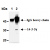 Immunoprecipitation of 14-3-3γ from A431 cells with mouse IgG2a (1) or AM26569AF-N (2). After immunoprecipitated with the antibody, immunocomplex was resolved on SDS-PAGE and immunoblotted with AM26569AF-N.
