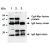 Immunoprecipitation of CgA-Myc fusion protein from culture supernatant of CgA-Myc fusion protein expressed 293T cells with AM26688AG-N (1), AM26688AF-N (2) or mouse IgG1 (3). After immunoprecipitated with the antibody, immunocomplex was resolved on SDS-PAGE and immunoblotted with AM26688AF-N