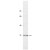 Immunoblot Analysis (Representative Blot from a previous lot): 
EGF-stimulated A431 cell lysate was resolved by electrophoresis, transferred to nitrocellulose and probed with anti-14-3-3σ (0.5 μg/ml). Proteins were visualized using a Goat anti-Mouse secondary antibody conjugated to HRP and a chemilumin-escence
detection system. Arrow indicates 14-3-3σ (~30kDa).