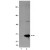 Western Blot: Untreated (lane 1) and heat shock and arsenite treated (lane 2) MCF-7 cell lysate was probed with 0.05μg/ml of anti-phospho-HSP27 (Ser 78). Arrow indicates phosphorylated HSP27.