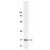 Western Blot: 3T3/A31 cell lysate probed with anti-14-3-3 gamma Antibody (0.05 μg/ml).
