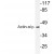 Western blot (WB) analysis of Actin-alpha/gamma pAb in extracts from mouse heart.