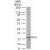 Western blot analysis of RGS2 in human heart lysate using RGS2 antibody Cat.-No. AP07203PU-N at 2 ug/ml.
