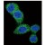 Confocal immunofluorescent analysis of Puma Antibody (BH3 domain) Cat.-No AP11313PU-N with Hela cell followed by Alexa Fluor 488-conjugated goat anti-rabbit lgG (green).DAPI was used to stain the cell nuclear (blue).
