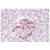 SOCS4 antibody Cat.-No AP15982PU-N staining of paraffin embedded Human Pancreas at3.8 μg/ml. Steamed antigen retrieval with citrate buffer pH 6, AP-staining.