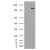 HEK293 overexpressing Man2A1 and probed with Alpha-Mannosidase 2 / MAN2A1 antibody Cat.-No AP16722PU-N (mock transfection in first lane), tested by Origene.