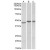 AP16884PU-N (1 µg/ml) staining of Human Cerebellum (A), Frontal Cotex (B) and Hippocampus (C) lysates (35µg protein in RIPA buffer). Primary incubation was 1 hour. Detected by chemiluminescence.