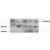 Staining of Human Serum lysates using APOB Antibody Cat.-No AP16922PU-N at 0.5 µg/ml. Data kindly provided by Yan Xie and NO Davidson, Washington USA. This antibody showed background below 150kDa in serum samples. We call for caution when used for other assays than Western blot.