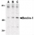 Western blot analysis of Beclin-1 (arrow) in A431 cell lysate with Beclin-1 antibody Cat.-No. AP22863PU-N at (A) 0.5, (B) 1 and (C) 2 µg/ml.