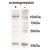 
Cell line 143B overexpressing Human AARS2 and probed AARS2 antibody Cat.-No with AP31999PU-N (mock transfection in second lane). Data obtained from Henna.Tyynismaa, University of Helsinki, Finland.
