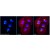 Immunocytochemistry using Rabbit anti-Mannosidase II Antibody Cat.-No AP32678SU-N: Localization of mannosidase II in COS-7 cells compared with TRITC-wheat germ agglutination.