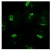 Immunofluorescence staining of TGN38 in 3% paraformaldehyde fixed NRK cells using Rabbit anti-Rat TGN38 Antibody Cat.-No AP32689PU-N at 1/100. Secondary antibody was Goat anti-Rabbit Alexa Fluor 488.