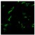 Immunofluorescence staining of Human TGN46 in 3% paraformaldehyde fixed HeLa cells using Rabbit anti-Human TGN46 Antibody Serum Cat.-No AP32690SU-N at 1/100. Secondary antibody was Goat anti-Rabbit Alexa Fluor 488.