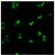 Immunofluorescence staining of TGN38 in 3% paraformaldehyde-fixed NRK cells using Sheep anti-Rat TGN38 Antibody Serum Cat.-No AP32691SU-N at 1/100 dilution. Secondary antibody was Donkey anti-Sheep Alexa Fluor 488.
