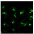 Immunofluorescence staining of Human TGN46 in 3% paraformaldehyde-fixed HeLa cells using Affinity purified Sheep anti-Human TGN46 Antibody Cat.-No AP32693PU-N at 1/100. Secondary antibody was Donkey anti-Sheep Alexa Fluor 488.