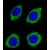 Confocal immunofluorescent analysis of HSD11B1L antibody Cat.-No. AP52106PU-N) with U-251MG cell followed by Alexa Fluor 488-conjugated goat anti-rabbit lgG (green). DAPI was used to stain the cell nuclear (blue).