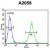 Flow cytometric analysis of A2058 cells using 17-beta-HSD12 / HSD17B12 Antibody (Center) Cat.-No AP52110PU-N (right histogram) compared to a negative control cell (left histogram). FITC-conjugated goat-anti-rabbit secondary antibodies were used for the analysis.