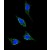 Confocal immunofluorescent analysis of NPY5R Antibody (Center) (Cat. #AP52926PU-N) with 293 cell followed by Alexa Fluor® 488-conjugated goat anti-rabbit lgG (green).DAPI was used to stain the cell nuclear (blue).
