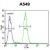 Flow cytometric analysis of A549 cells using RAD17 Antibody Cat.-No AP53558PU-N (right histogram) compared to a negative control cell (left histogram). FITC-conjugated goat-anti-rabbit secondary antibodies were used for the analysis.