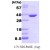Recombinant human Aldose reductase, aa 1-316: 15% SDS-PAGE (3 µg).