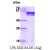 FKBP4, 1-459aa human, His-tagged, recombinant, E.coli: 
15% SDS-PAGE (3 µg)