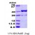 17-beta-HSD1 / HSD17B1