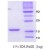 Alpha-Synuclein / SNCA