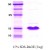 Alpha-Synuclein / SNCA