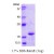 Superoxide Dismutase 1 / SOD1