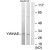 Western blot analysis of extracts from HepG2/Jurkat cells, using 14-3-3 epsilon Antibody. The lane on the right is treated with the synthesized peptide.